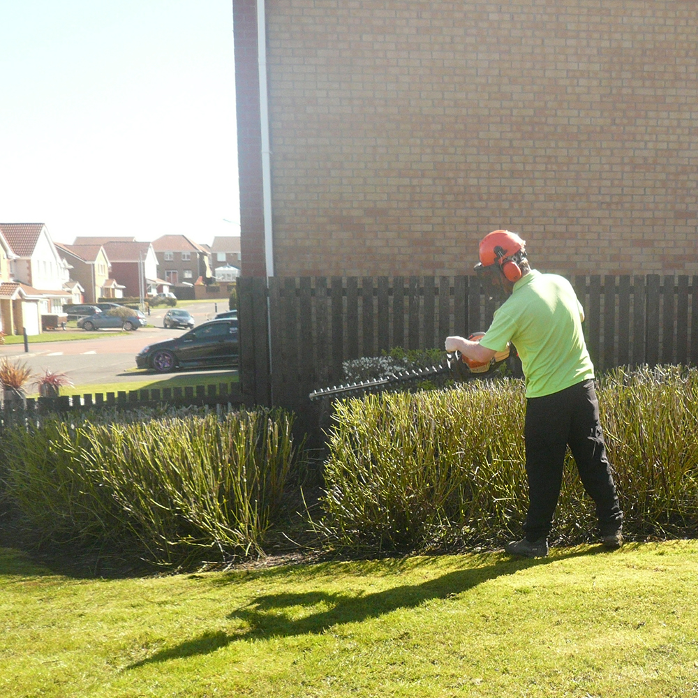 Hedge Trimming